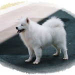 울 막둥이 쌈<b>식이</b>~~~