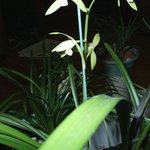 <b>한란</b> 모듬