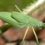 ★대박★<b>여치</b> 접사...