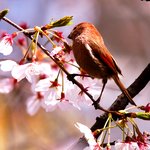 벚꽃과 새(붉은머리 <b>오목눈이</b>)