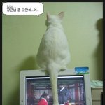 <b>불멸</b>의 고양이
