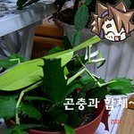 곤충<b>소환</b>!!