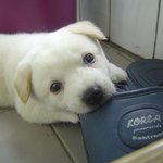 이름은<b>번개</b> 랍니다