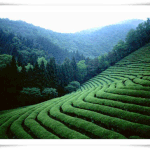 <b>보성</b> 녹차밭