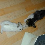 고양이와 토끼의 <b>한판</b>