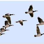 ☆ <b>새들</b>의 세상^^~♬ ☆