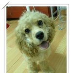우리집 막내둥이 <b>이양</b>을 소개합니다.