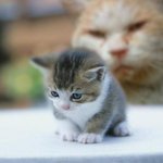 무서운 엄마와 <b>기죽</b>은 새끼
