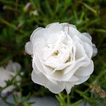 이쁜 하얀 <b>채송화</b>~