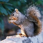 <b>산속</b> 야생 다람쥐