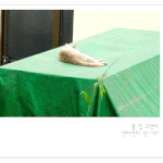 <b>이웃</b>의 고양이