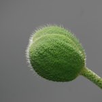 <b>green</b>... <b>green</b> (12)