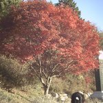 [경령의여행5] 상암사 <b>단풍</b>나무[1]
