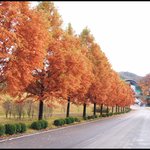 가을의 <b>가로수</b>길