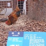<b>타조</b>...?