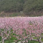 <b>복숭아</b>꽃
