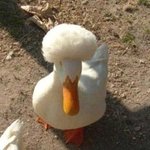 <b>오리</b>계의 일진