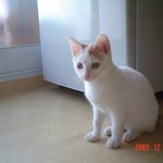 이름이 <b>심바</b>랍니다