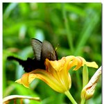 ▒ <b>butterfly</b> ▒