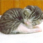 귀여운고양이 나도같이 <b>자장</b>~~
