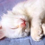 <b>다양</b>한 고양이