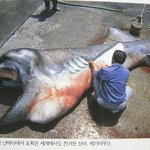 진기한 <b>상어</b>