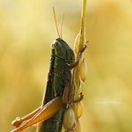 <b>메뚜기</b>의 눈물