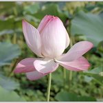 <b>연꽃</b>