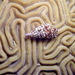 bahamas diving <b>pics</b> 25