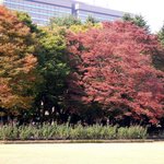 히비야 공원의 가을 <b>단풍</b>