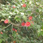 고창 선운사 <b>동백꽃</b>