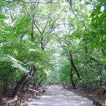<b>천년</b>된 숲이지요