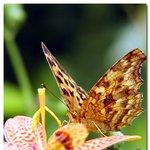 ▒ <b>butterfly</b> 2 ▒
