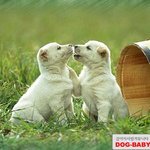 이쁜 <b>강쥐</b> 바탕