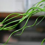 <b>green</b>... <b>green</b> (14)