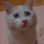 <b>울집</b> 공주님 우마 ㅋㅋ