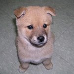 <b>뒷짐</b>진 강아지