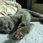 애교둥이 <b>러블</b> '키키'