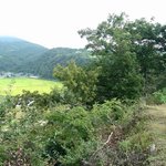 <b>천연</b>기념물 388호 - 임실 관촌면 산개나리 군락