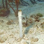 bahamas diving <b>pics</b> 26