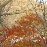 지리산 피아골 &amp; <b>단풍</b> -1