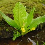 <b>green</b>... <b>green</b> (15)