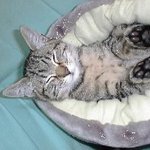 고양이<b>팔자</b>가 상팔자!!