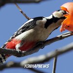 <b>감모</b>자 쓴 오색딱따구리