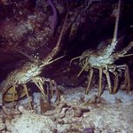 bahamas diving <b>pics</b> 27