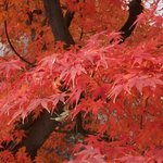 와라컴 회사내의 <b>단풍</b>나무1