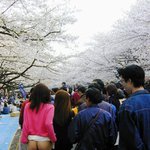 일본 벗꽃축제의 엽<b>기녀</b>