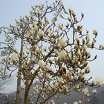 고창 선운사에 핀 <b>목련</b>꽃