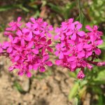 끈끈이대<b>나물</b>