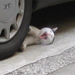 <b>자해</b>공갈 프로9단